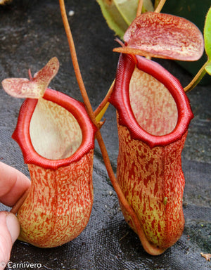 Nepenthes ventricosa x pectinata