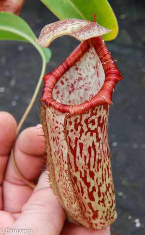 Nepenthes spectabilis x ventricosa, Exotica Plants