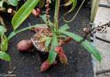 Nepenthes spectabilis x ventricosa, Exotica Plants