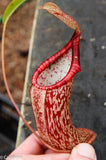 Nepenthes spectabilis x ventricosa, Exotica Plants