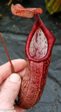 Nepenthes spectabilis x ventricosa, Exotica Plants