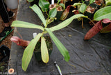 Nepenthes spectabilis x ventricosa, Exotica Plants