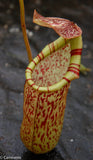 Nepenthes spectabilis x ventricosa, Exotica Plants