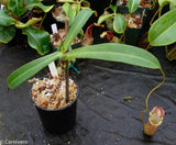 Nepenthes spectabilis x ventricosa, Exotica Plants