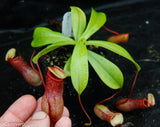 Nepenthes ventricosa [Madja-as x (BE x AG3)], CAR-0101, pitcher plant, carnivorous plant, collectors plant, large pitchers, rare plants