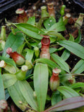 Nepenthes Viking x hamata, CAR-0098