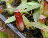 Nepenthes Viking x hamata, CAR-0098