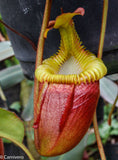 Nepenthes villosa