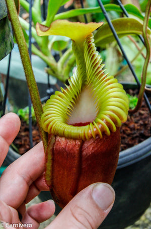 Nepenthes villosa