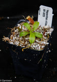 Nepenthes villosa