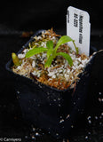 Nepenthes villosa