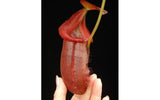 Nepenthes villosa x robcantleyi