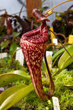 Nepenthes vogelii, BE-3256