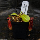 Nepenthes vogelii x lowii