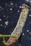 Nepenthes vogelii, BE-3256