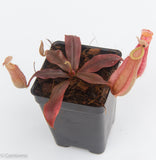 Nepenthes hookeriana BE-3737