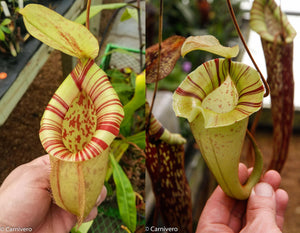 Nepenthes [(viking x ampullaria) x northiana] x platychila, CAR-0337