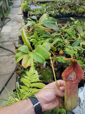 Nepenthes truncata x (sibuyanensis x Trusmadiensis), specimen #1