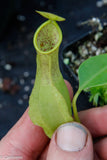 Nepenthes reinwardtiana