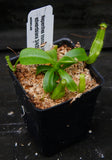 Nepenthes truncata (d) x edwardsiana, CAR-0218