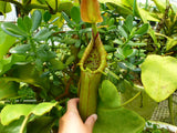 Nepenthes truncata, Hiroshima