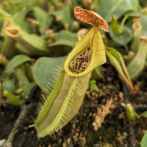 Nepenthes veitchii LL x (sumatrana x platychila), CAR-0251