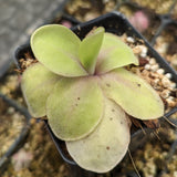 Pinguicula 'Razzberry Blonde' Butterwort