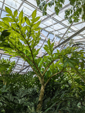 Amorphophallus konjac, Corpse Flower, Voodoo Lily