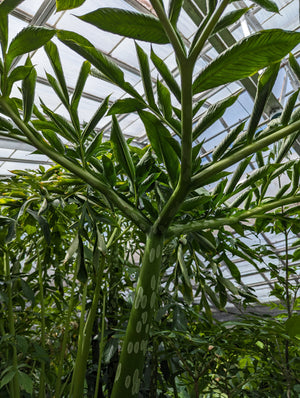 Amorphophallus prainii