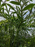 Amorphophallus prainii