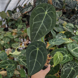 Anthurium forgetii (silver)