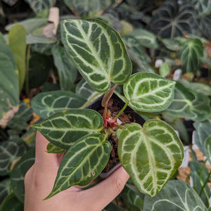 Anthurium Silver Blush x Michelle