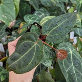 Anthurium Doc Block F2 x besseae aff.