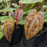 Anthurium Doc Block F2 x besseae aff.