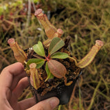 Nepenthes [(lowii x veitchii) x boschiana] -Red Ruffled x clipeata, CAR-0300