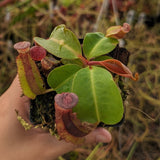 Nepenthes [(lowii x veitchii) x boschiana] -Red Ruffled x clipeata, CAR-0300