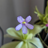 Pinguicula gigantea butterwort plant