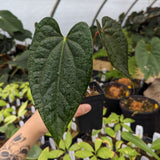 Anthurium Jungle Giant x luxurians