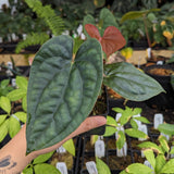 Anthurium luxurians x papillilaminum SC1, CAR-0348