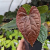 Anthurium luxurians x papillilaminum SC1, CAR-0348