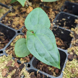 Anthurium (Red Crystallinum x magnificum) x debilis, CAR-0354