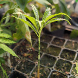 Amorphophallus lambii