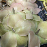 Pinguicula 'John Rizzi' Butterwort