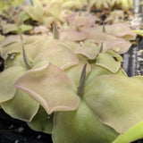 Pinguicula 'John Rizzi' Butterwort