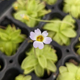 Pinguicula primuliflora, Primrose Butterwort, Southern Butterwort