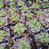 Pinguicula 'Johanna' Butterwort