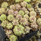 Pinguicula 'Seductora' Butterwort