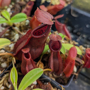 Nepenthes spathulata x diabolica, BE-3983