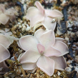 Pinguicula "pirouette' mexican butterwort, Butterwort, carnivorous plant, gnat eating plant, beginner plant, fungus gnat eating plant, easy to grow, ping, Mexican butterwort, ping plant