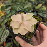 Pinguicula 'Pirouette' Butterwort Wholesale